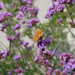 駒沢パーククォーターは植栽豊か。屋上のグリーンを動画でちょい見せ！