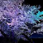野沢龍雲寺でライトアップ｜桜の燈明 -みあかし- 「暗闇と光。幻想と現実。」開催中！
