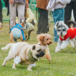 3連休ラストは駒沢へ。「ジャパンわんこエキスポ2026」最終日！ ビンゴ大会や“わんわん入学式”も開催