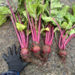 5月14日（木）・15日（金）の2日間限定で駒沢パーククォーターに「みやざき有機野菜マルシェ」のPOP-UP Shopが登場。