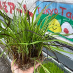 【こもれびコンポスト部（仮）・活動レポート④】『東京田んぼアート』の田植え & 夏野菜の栽培
